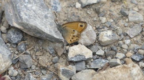 Réf. 361 902 : Coenonympha dorus